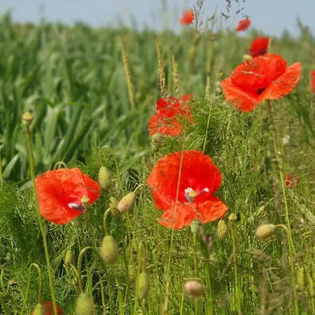 Elbeflair Bei Doemitz Lenzerwische
