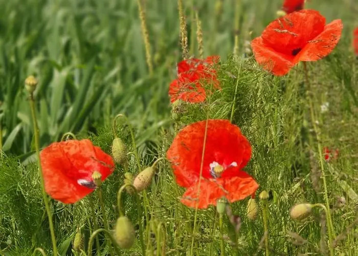 Elbeflair Bei Doemitz Lenzerwische
